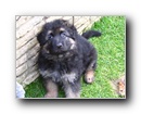 Puppies of June 2004