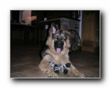 Alfie
