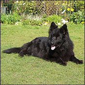 Grand Mother - Bonnie Black Lass