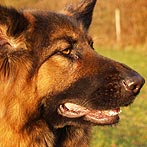 German Shepherds