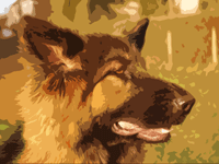 German Shepherd