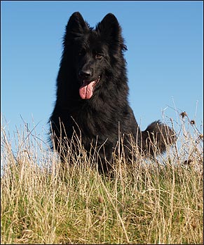 German Shepherd Dog breeder