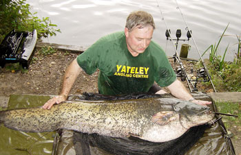 A magnificently proportioned catfish