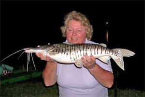 Sandy, tiger shovelnose catfish, Gillhams Fishing Resorts, Thailand