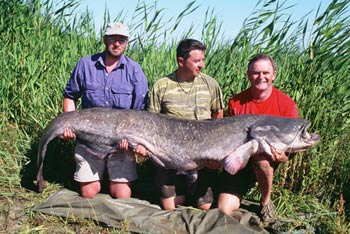 Kevin Maddocks' World catfish record - 202lb 