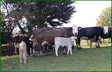 Dalmonds Barns 4 star Self Catering Accomodation